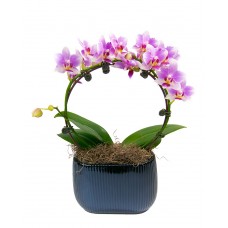 Miniature Orchid